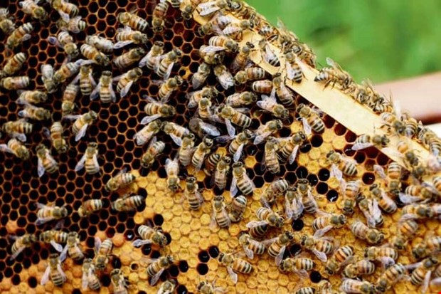 Kapareskolan ska hjlpa Sveriges bin