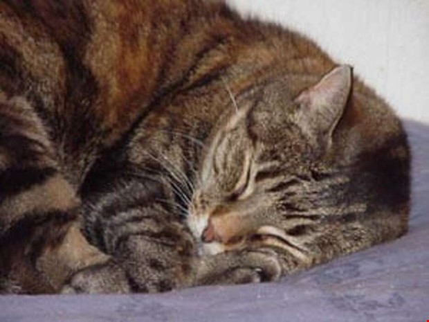 Djurförbud efter vanvård av katter Djurförbud efter vanvård av katter