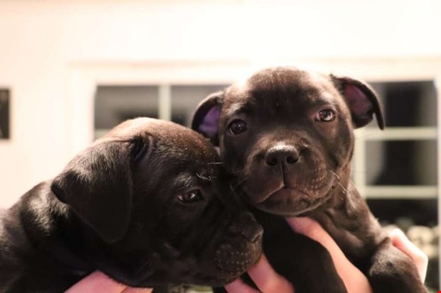 Farlig hund ett ägarproblem Farlig hund ett ägarproblem