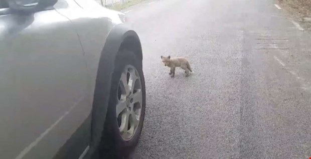 Oväntat möte med rävunge Oväntat möte med rävunge