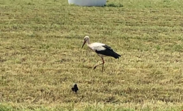 Storken synlig i Kungsbacka