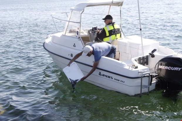 Ålsläpp ska stärka återväxt Ålsläpp ska stärka återväxt