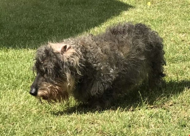 Hunden Mrta ddades av vildsvin