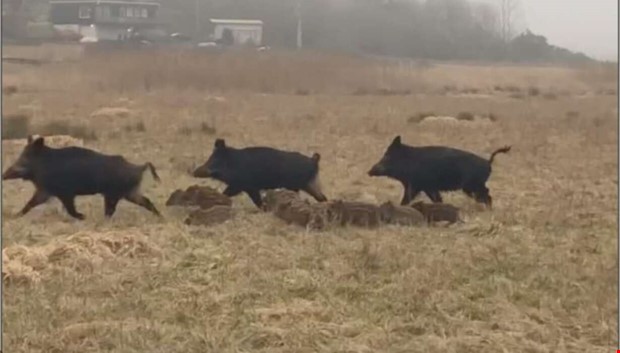 nnu en vildsvinsolycka