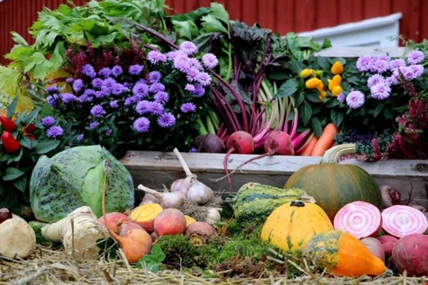 S vill se kommersiell odling i stan