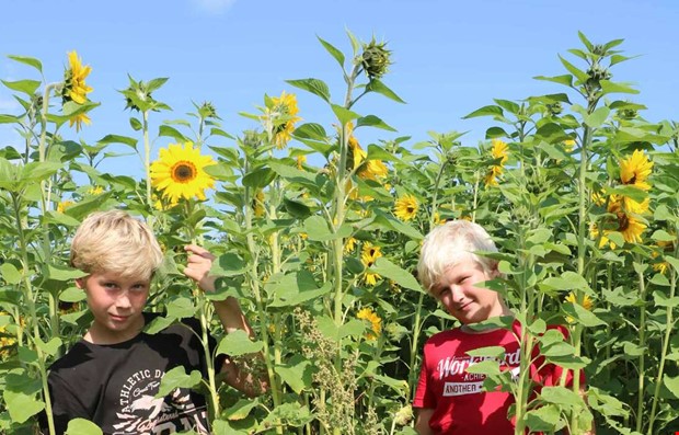 Strlande solgula affrer