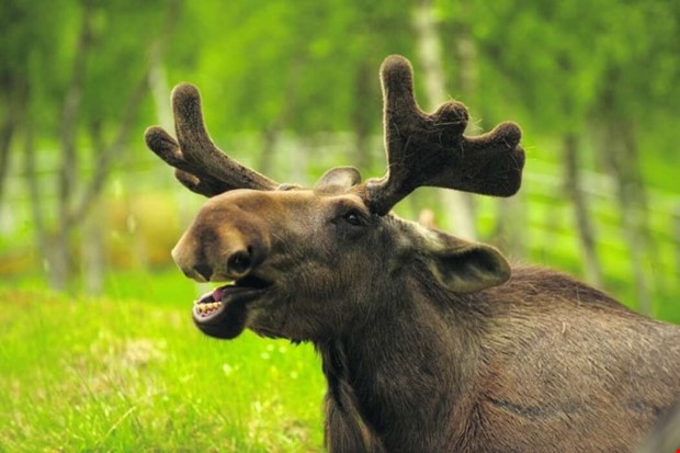 Larm om tre lgar i innerstaden