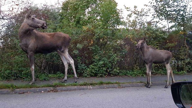 Älgar strosade på vägen i Onsala Älgar strosade på vägen i Onsala