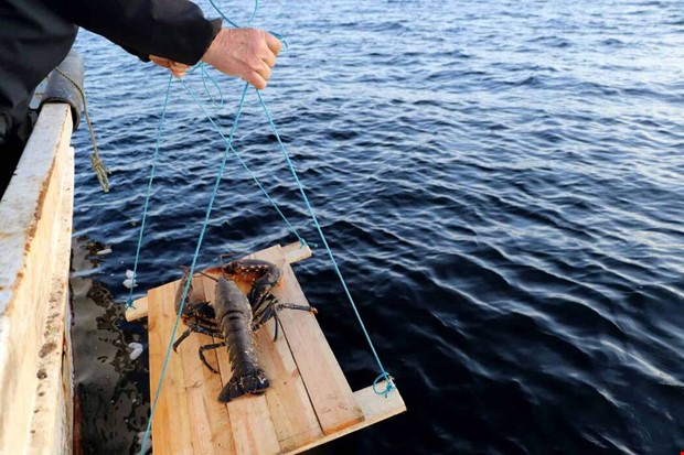 Jttehummern har flyttat till Kungsbacka