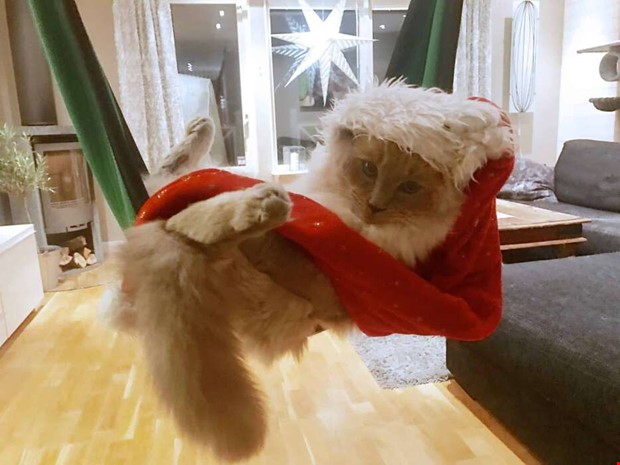 Har du årets lussekatt? Har du årets lussekatt?