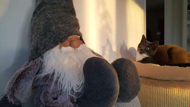 Stchock med Lussekatter