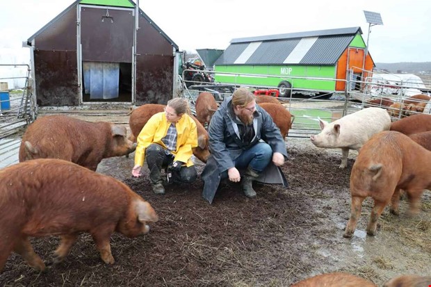 Ekogrisar eller bostder?