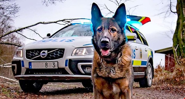 Polishunden Nisse band tjuven till brottet