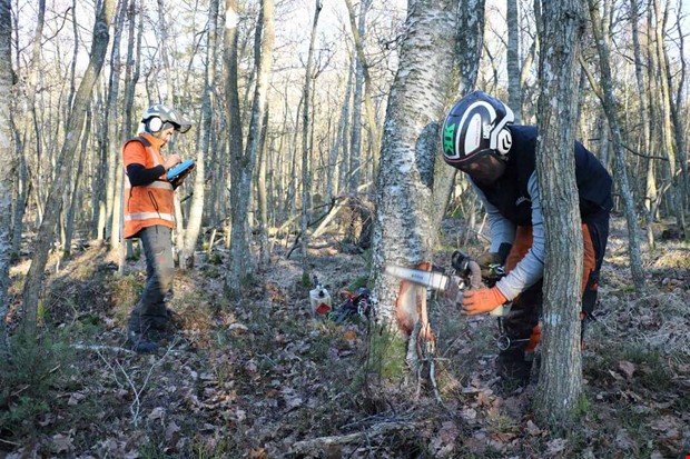 Skalade trd ger glada hackspettar