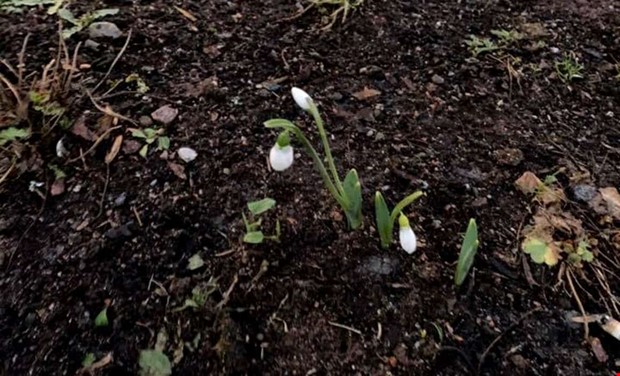 Januari blommar Januari blommar