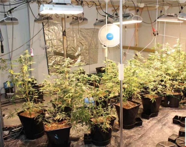 Skrpt straff fr cannabisodlare