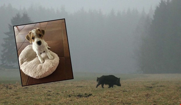 Vildsvin dödade hunden Anna Vildsvin dödade hunden Anna
