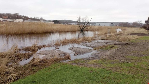 Debatt: Plantering här - fel använda pengar Debatt: Plantering här - fel använda pengar