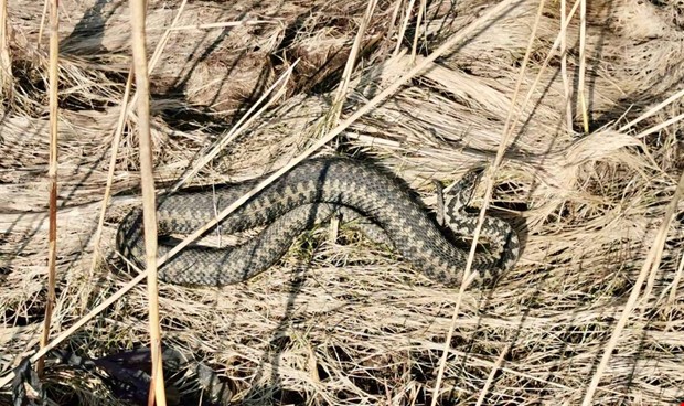 Vrpigga ormar vaknar till