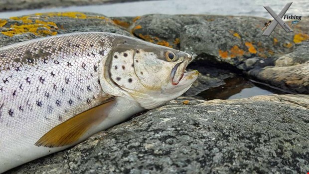 Laddat fr fiskepremir