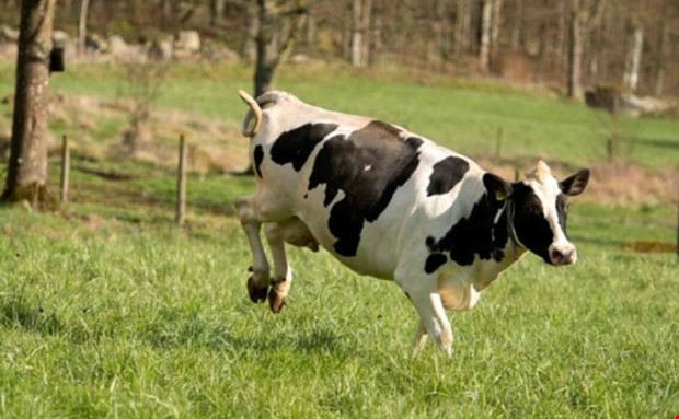 Koslppet livesnds p Youtube - av kossorna