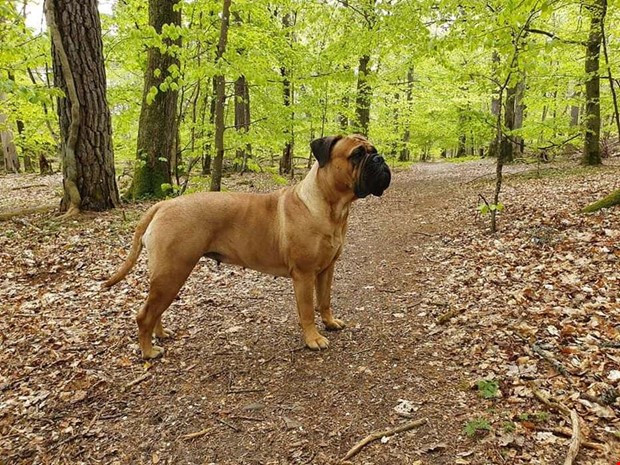 Veckans läsarbilder: Fyrfota vänner Veckans läsarbilder: Fyrfota vänner