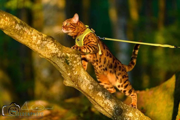 Veckans lsarbilder: Fyrfota vnner del 2