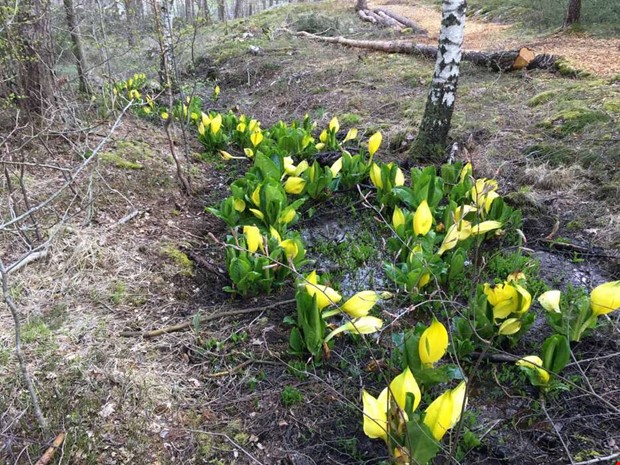 Skunkkallan ska skllas bort