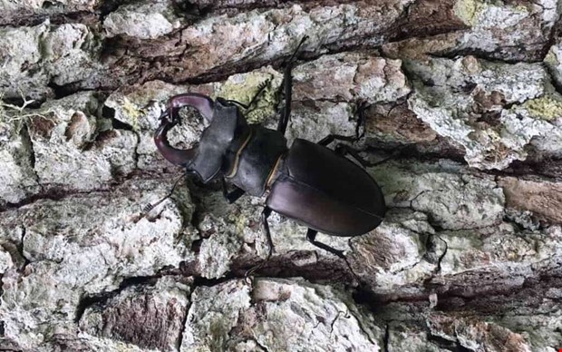 Ber om hjlp att kartlgga ekoxen i Kungsbacka