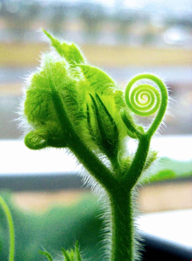 Veckans läsarbilder: Odla hemma Veckans läsarbilder: Odla hemma