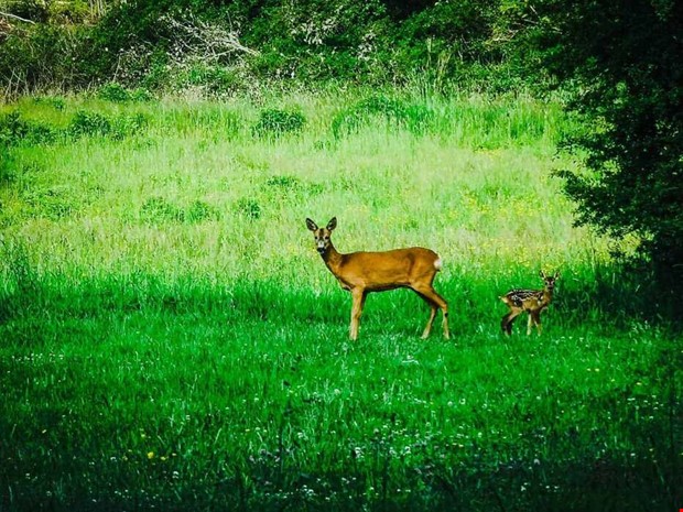 Veckans läsarbilder: Vilda djur Veckans läsarbilder: Vilda djur