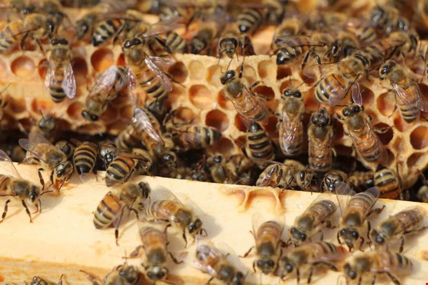 Honung ska locka cyklister