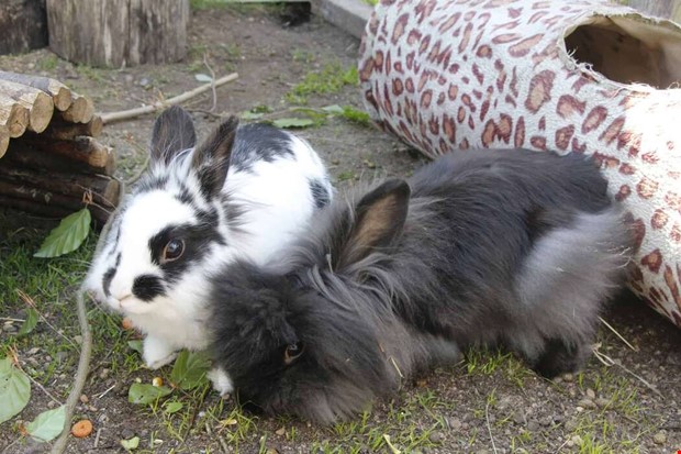 Varnar fr kaninpest i Halland