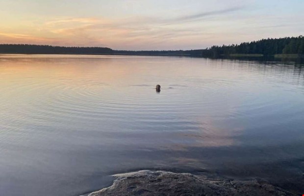 Stekhett veckoslut p� int�g