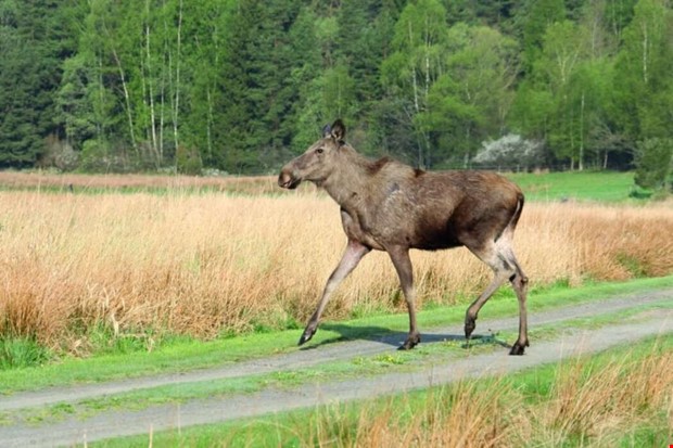 Ilsken lgko i motionsspret