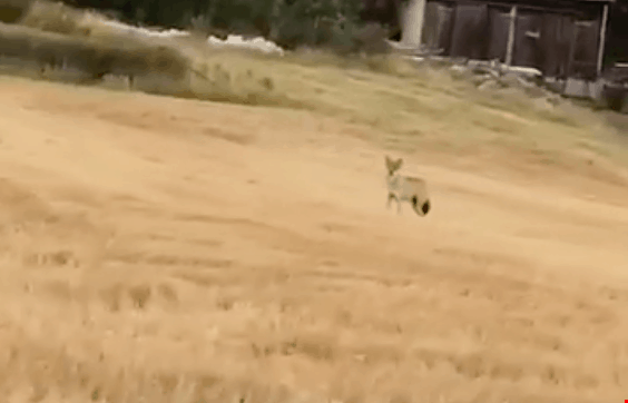 Filmklipp: Ensamvarg siktad vid ridklubben