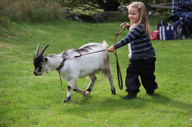 Getpromenad lockade många till Stättared Getpromenad lockade många till Stättared