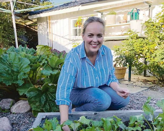 Kronärtskockan tar plats i köksträdgården