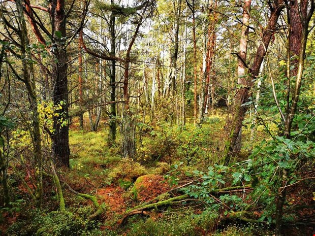 Veckans läsarbilder: höst Veckans läsarbilder: höst