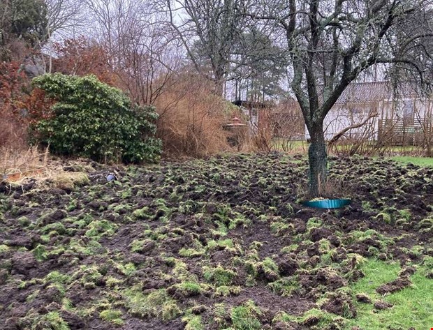 Grsmattan totalfrstrdes av vildsvin