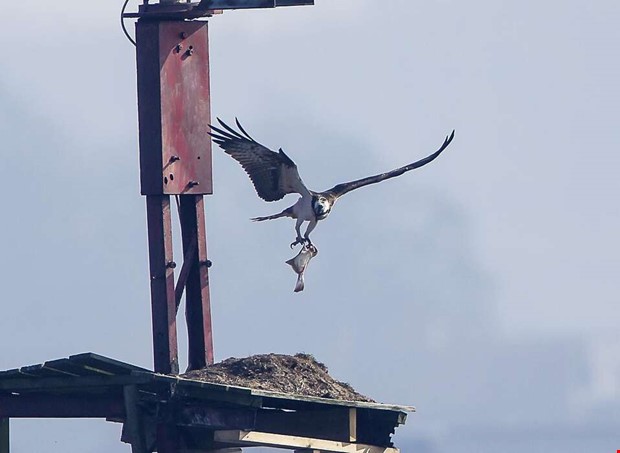 Ljus framtid fr fiskgjusen