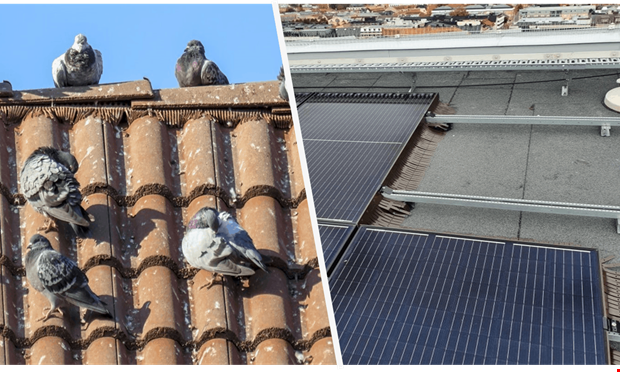Hckande fglar stller till problem med solel