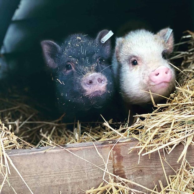 Minigrisar r otroligt roliga