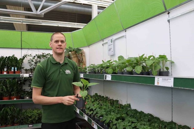 S odlar du bst i vxthus