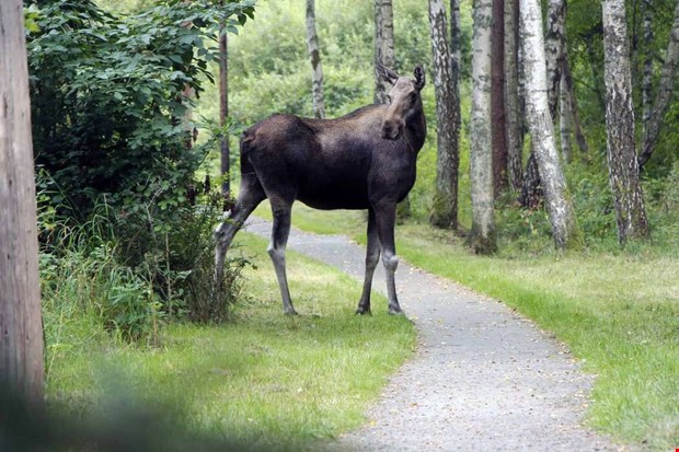 Älgen i Vallda avlivades under lördagsmorgonen Älgen i Vallda avlivades under lördagsmorgonen