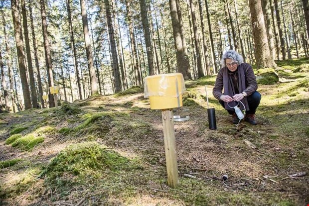 Frsurning och vergdning ger fortsatta problem i skogen