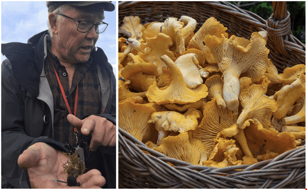 Svampen intar skogarna: ”Det bästa ligger framför oss”