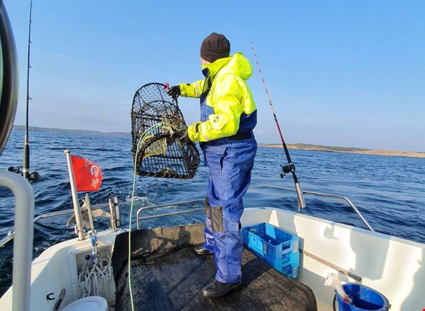 Dags f�r hummerfiske - h�r �r alla reglerna