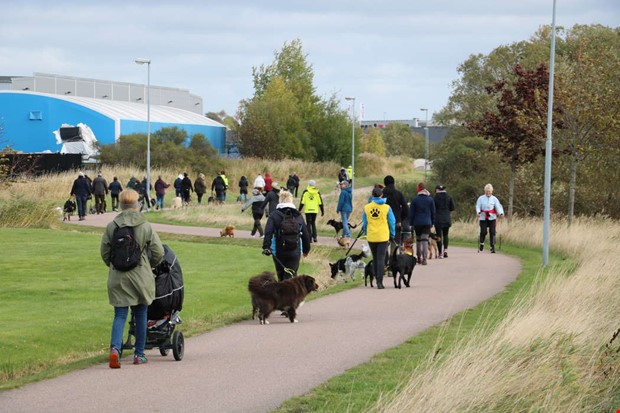 Hundtntarna traskar p igen