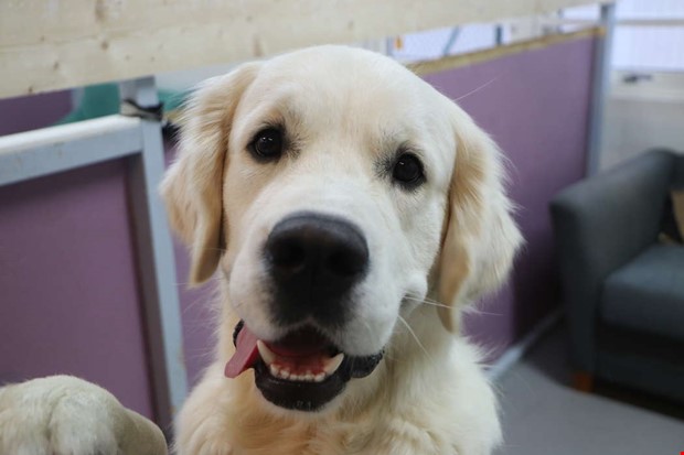 Mnga hundar vill g p dagis